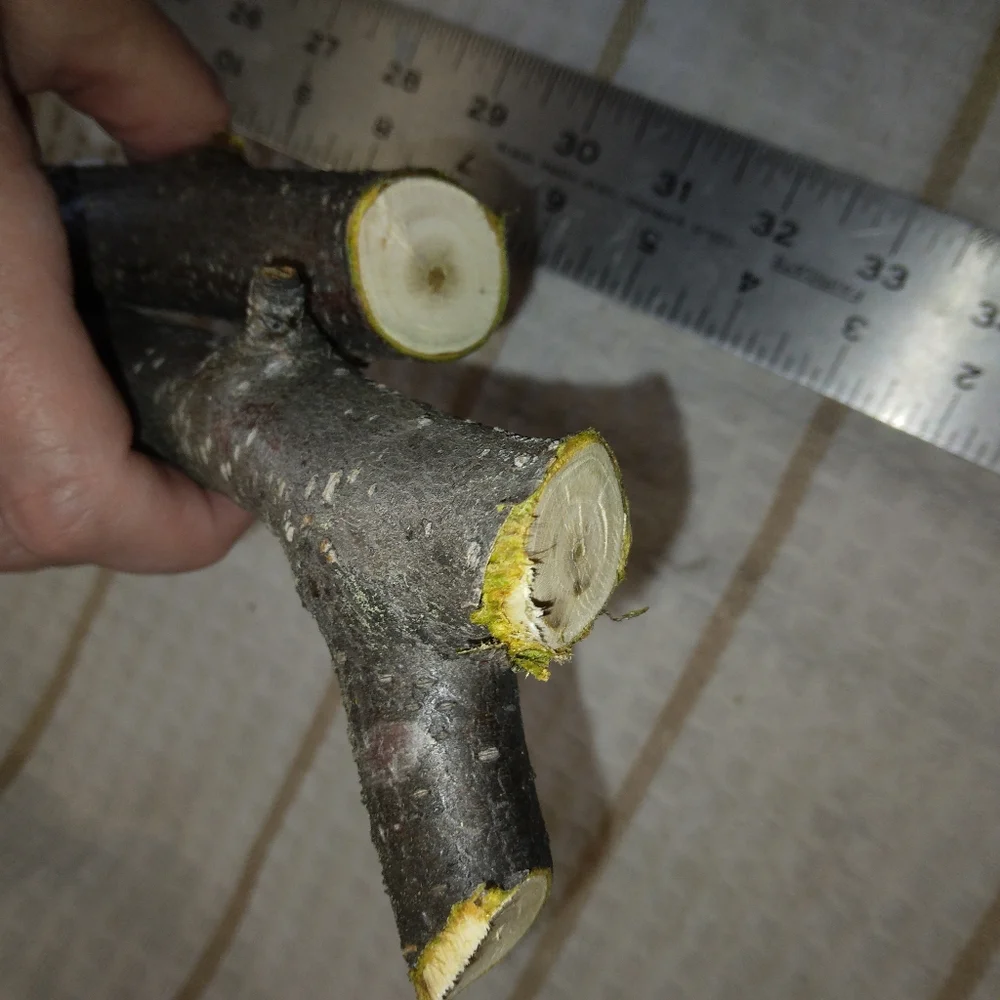 Peach Tree Branches for Crafting Isopods Reptiles Terarrium Jararrium Vivarium